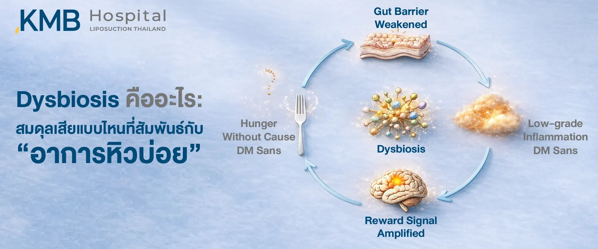 อินโฟกราฟิกอธิบาย Dysbiosis หรือภาวะสมดุลจุลินทรีย์ในลำไส้เสีย เชื่อมโยงกับแนวกั้นลำไส้อ่อนแอ การอักเสบระดับต่ำ การขยายสัญญาณระบบรางวัลของสมอง และอาการหิวบ่อยโดยไม่ทราบสาเหตุ