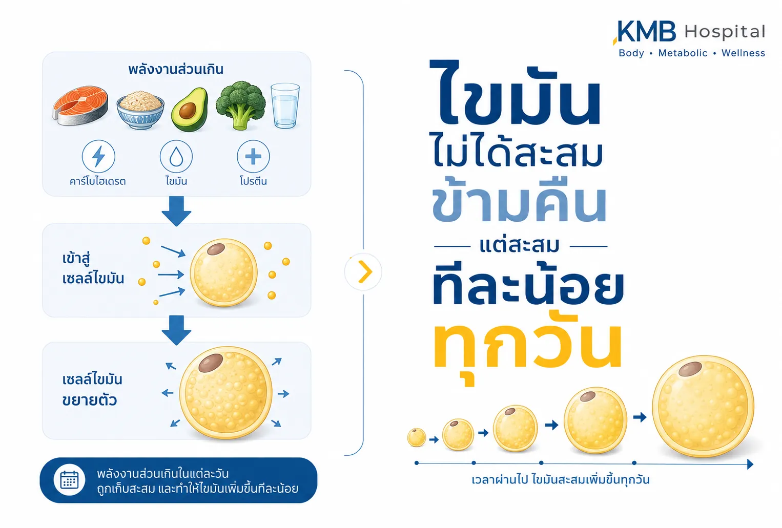 ภาพอธิบายการสะสมไขมันจากพลังงานส่วนเกินเข้าสู่เซลล์ไขมันก่อนการทำ FAT Mapping