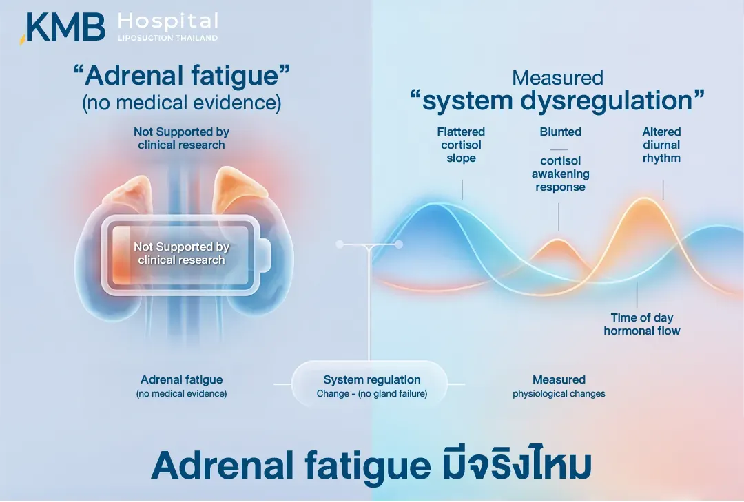 อินโฟกราฟิกเปรียบเทียบแนวคิด Adrenal Fatigue ซึ่งยังไม่มีหลักฐานทางการแพทย์รองรับ กับความผิดปกติของการควบคุมระบบความเครียดที่ตรวจวัดได้ เช่น ความชันของ Cortisol ที่ลดลง การตอบสนองหลังตื่นนอนที่ผิดปกติ และจังหวะฮอร์โมนรายวันที่เปลี่ยนแปลง