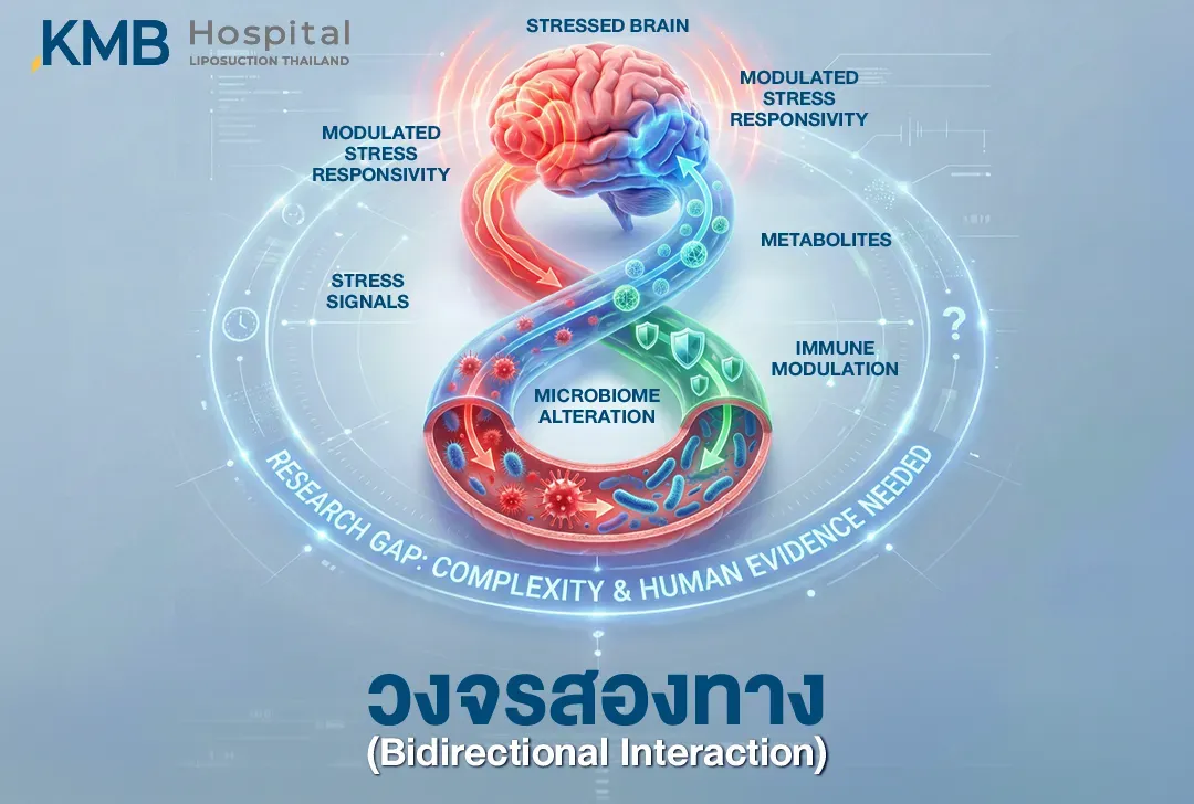 อินโฟกราฟิกแสดงการสื่อสารสองทางระหว่างสมองที่ตอบสนองต่อความเครียดกับ Gut Microbiome ผ่านสัญญาณความเครียด สารเมแทบอไลต์ และการปรับการทำงานของระบบภูมิคุ้มกัน ซึ่งอาจส่งผลต่อการตอบสนองต่อความเครียดของร่างกาย