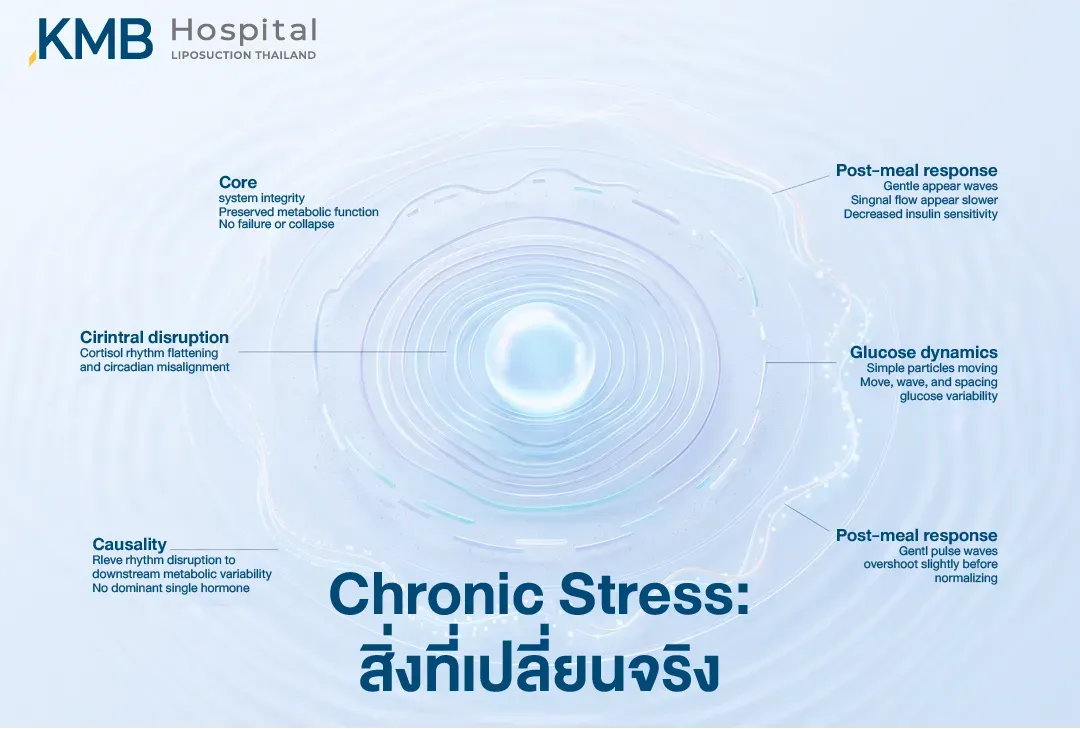 อินโฟกราฟิกระดับเซลล์อธิบายความเปลี่ยนแปลงจากความเครียดเรื้อรัง โดยระบบเผาผลาญหลักยังคงทำงาน แต่จังหวะ Cortisol และนาฬิกาชีวภาพอาจถูกรบกวน ส่งผลให้ความไวต่ออินซูลินลดลง ระดับกลูโคสแปรปรวน และการตอบสนองหลังรับประทานอาหารเปลี่ยนแปลงไป