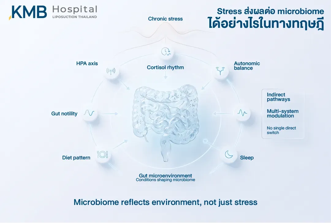 อินโฟกราฟิกระบบลำไส้แสดงว่าความเครียดเรื้อรังอาจส่งผลต่อ Microbiome ผ่านหลายกลไกทางอ้อม ได้แก่ HPA Axis จังหวะ Cortisol สมดุลระบบประสาทอัตโนมัติ การนอน รูปแบบอาหาร และการเคลื่อนไหวของลำไส้ โดยไม่มีเส้นทางตรงเพียงกลไกเดียว