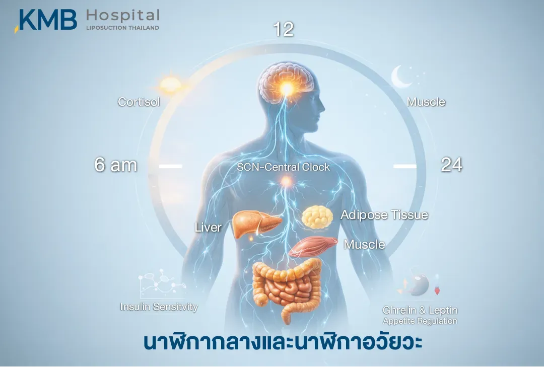 อินโฟกราฟิกแสดงผู้หญิงอยู่กึ่งกลางระหว่างช่วงกลางวันและกลางคืน พร้อมนาฬิกาชีวภาพ เปรียบเทียบจังหวะของ Cortisol ที่สัมพันธ์กับการตื่นตัวในเวลากลางวัน และ Melatonin ที่สัมพันธ์กับการนอนหลับในเวลากลางคืน