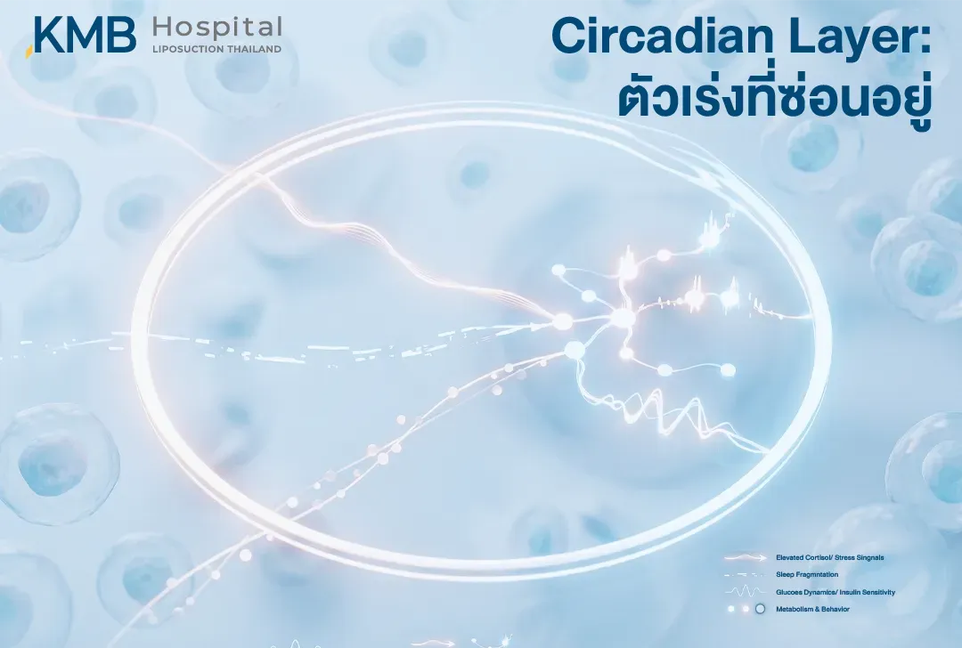 อินโฟกราฟิกแสดง Circadian Layer หรือนาฬิกาชีวภาพที่ซ่อนอยู่เบื้องหลังความสัมพันธ์ระหว่างสัญญาณความเครียดและ Cortisol การนอน ระดับกลูโคส ความไวต่ออินซูลิน ระบบเผาผลาญ และพฤติกรรมการกิน