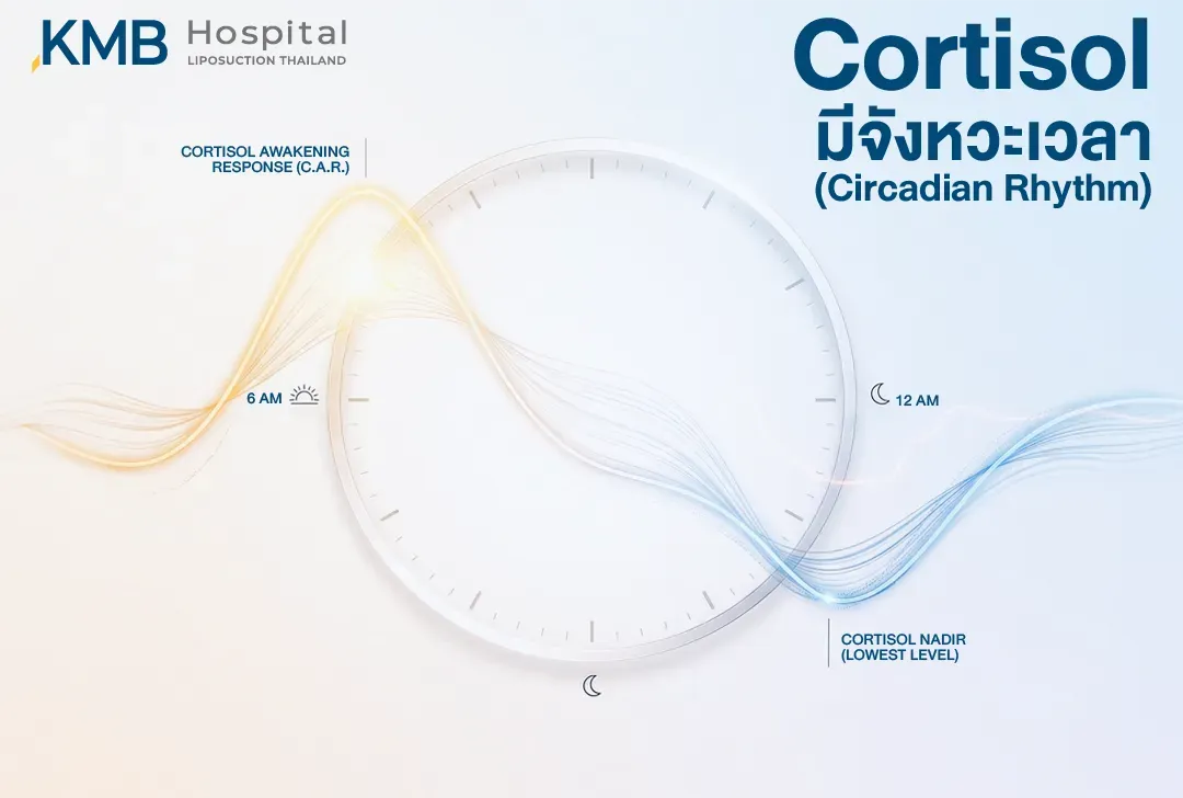 อินโฟกราฟิกแสดงจังหวะ Cortisol ตามนาฬิกาชีวภาพ โดยระดับเพิ่มขึ้นสูงในช่วงเช้าหลังตื่นนอน และค่อย ๆ ลดลงจนอยู่ในระดับต่ำสุดช่วงกลางคืน