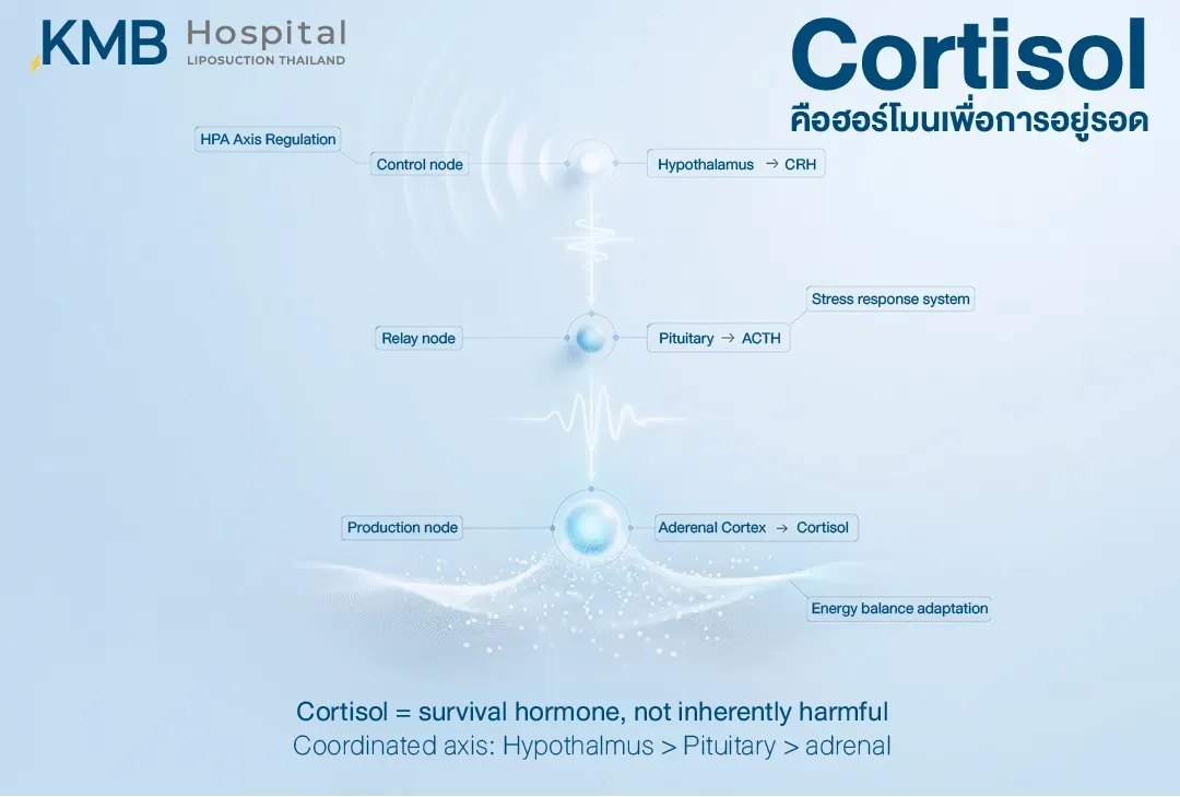 อินโฟกราฟิกแสดงกระบวนการสร้างฮอร์โมน Cortisol ผ่าน HPA Axis ตั้งแต่ Hypothalamus หลั่ง CRH กระตุ้นต่อมใต้สมองให้หลั่ง ACTH และส่งสัญญาณไปยังต่อมหมวกไตส่วน Cortex เพื่อสร้าง Cortisol สำหรับการตอบสนองต่อความเครียดและการปรับสมดุลพลังงาน
