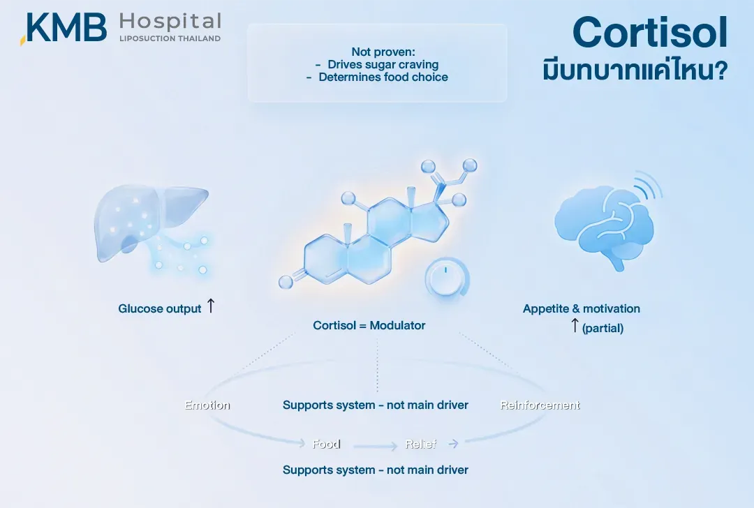อินโฟกราฟิกอธิบายบทบาทของ Cortisol ในวงจร Emotional Eating โดย Cortisol ช่วยเพิ่มการปล่อยกลูโคสและอาจมีส่วนปรับความอยากอาหารกับแรงจูงใจบางส่วน แต่ยังไม่มีหลักฐานยืนยันว่าเป็นตัวกระตุ้นความอยากหวานหรือกำหนดการเลือกอาหารโดยตรง