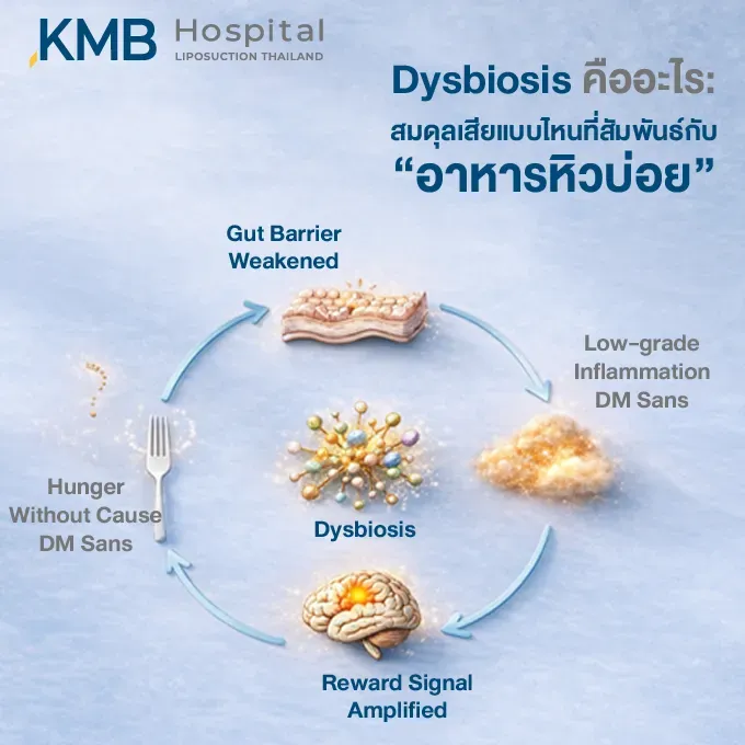 อินโฟกราฟิกแสดงวงจร Dysbiosis หรือความไม่สมดุลของจุลินทรีย์ในลำไส้ ซึ่งอาจสัมพันธ์กับแนวกั้นลำไส้อ่อนแอ การอักเสบระดับต่ำ การเพิ่มความไวของระบบรางวัลในสมอง และอาการหิวบ่อยโดยไม่ทราบสาเหตุ