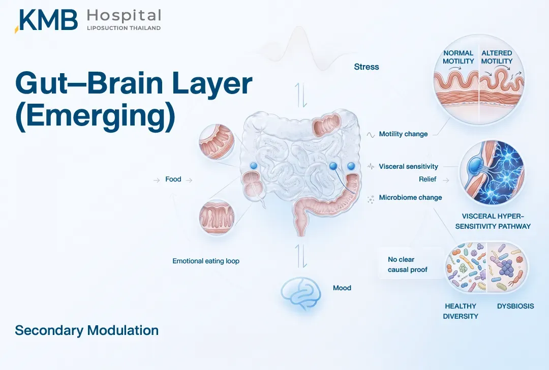 อินโฟกราฟิกแสดงบทบาทของ Gut–Brain Axis ใน Emotional Eating โดยความเครียดอาจสัมพันธ์กับการเปลี่ยนแปลงของการเคลื่อนไหวลำไส้ ความไวของอวัยวะภายใน อารมณ์ และ Microbiome ซึ่งอาจมีส่วนปรับวงจรการกินตามอารมณ์ แต่ยังไม่มีหลักฐานยืนยันความเป็นเหตุและผลโดยตรง