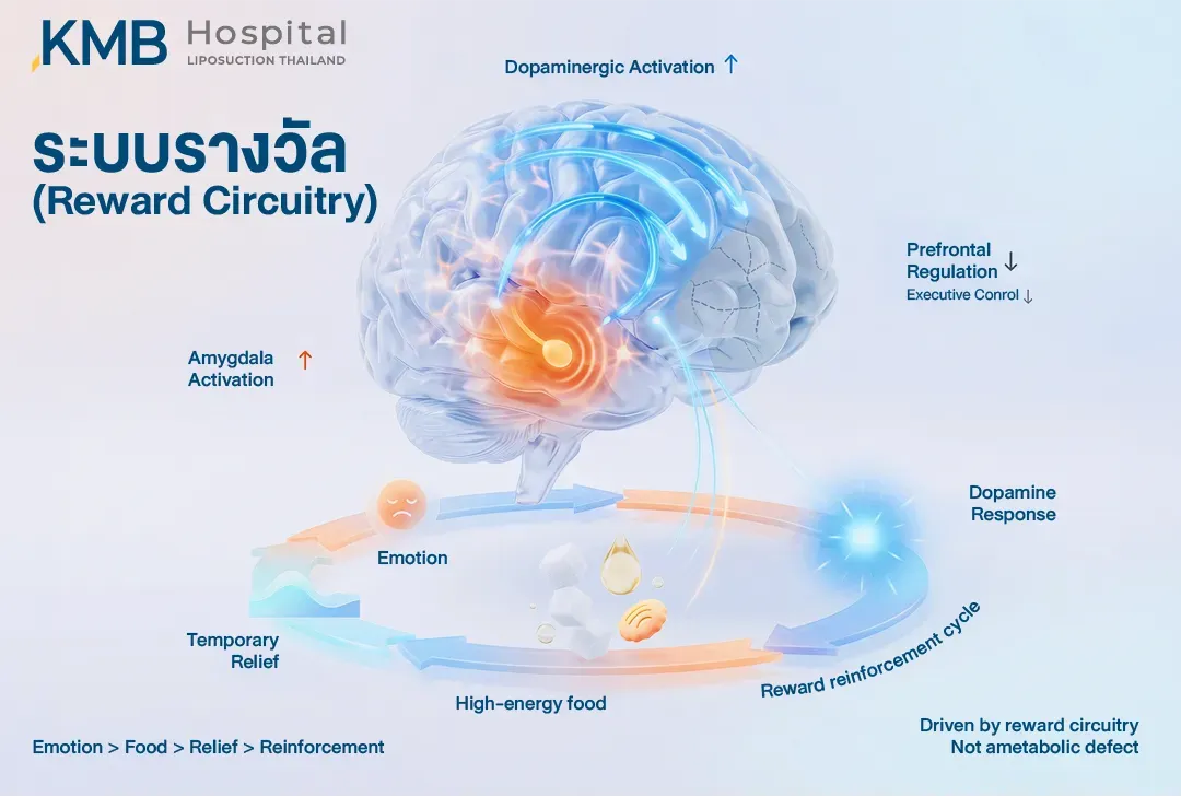 อินโฟกราฟิกสมองอธิบายระบบรางวัลใน Emotional Eating โดยอารมณ์กระตุ้น Amygdala และระบบ Dopamine ขณะที่การควบคุมจาก Prefrontal Cortex ลดลง ทำให้เลือกรับประทานอาหารพลังงานสูงเพื่อบรรเทาความรู้สึกชั่วคราว และเกิดวงจรเสริมแรงของพฤติกรรมซ้ำ