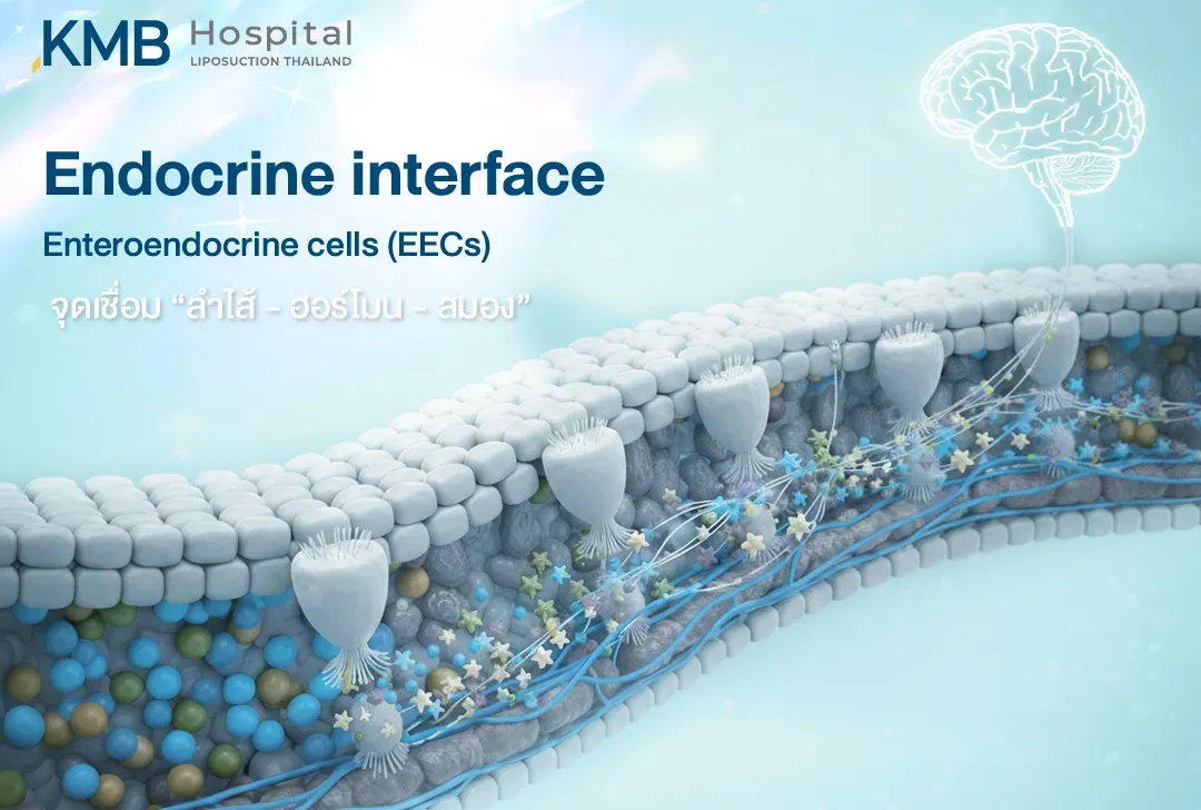 อินโฟกราฟิกแสดง Enteroendocrine Cells หรือ EECs บริเวณเยื่อบุลำไส้ ทำหน้าที่เป็นจุดเชื่อมการสื่อสารระหว่างลำไส้ ฮอร์โมน และสมอง ผ่านการรับสัญญาณจากภายในลำไส้และการหลั่งสารส่งสัญญาณ