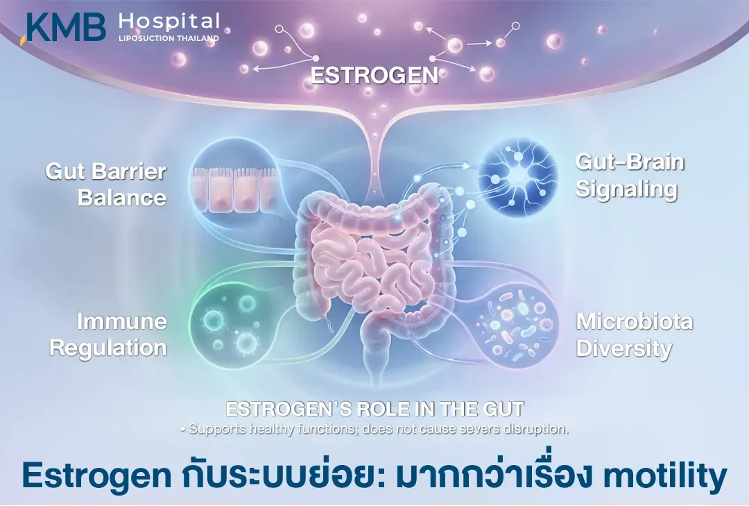 อินโฟกราฟิกระบบลำไส้อธิบายบทบาทของ Estrogen ที่เกี่ยวข้องกับสมดุลเยื่อกั้นลำไส้ การควบคุมภูมิคุ้มกัน ความหลากหลายของจุลินทรีย์ และการสื่อสารระหว่างลำไส้กับสมอง