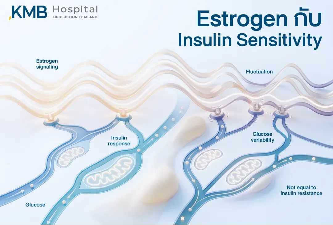 อินโฟกราฟิกแสดงความสัมพันธ์ระหว่างสัญญาณ Estrogen การตอบสนองต่อ Insulin และความผันผวนของระดับ Glucose พร้อมย้ำว่าการเปลี่ยนแปลงดังกล่าวไม่ได้หมายถึงภาวะดื้ออินซูลินเสมอไป
