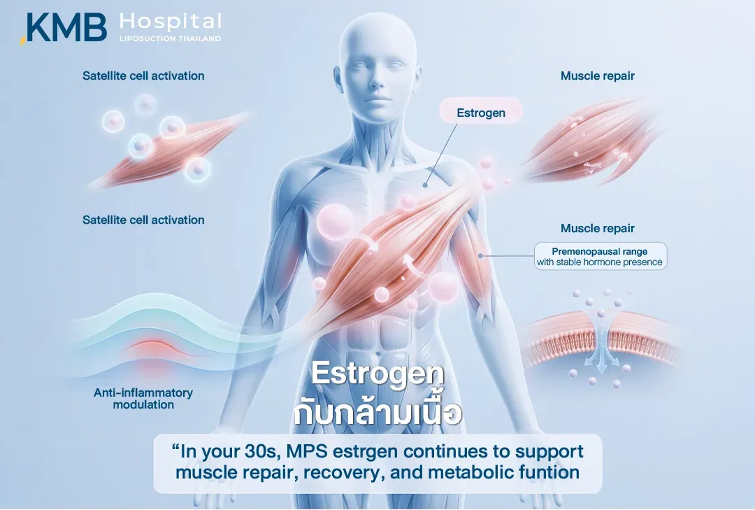 อินโฟกราฟิกกายวิภาคกล้ามเนื้อ อธิบายบทบาทของ Estrogen ที่เกี่ยวข้องกับการกระตุ้น Satellite Cell การซ่อมแซมกล้ามเนื้อ การควบคุมการอักเสบ และการฟื้นตัวของกล้ามเนื้อในวัย 30 ปีขึ้นไป