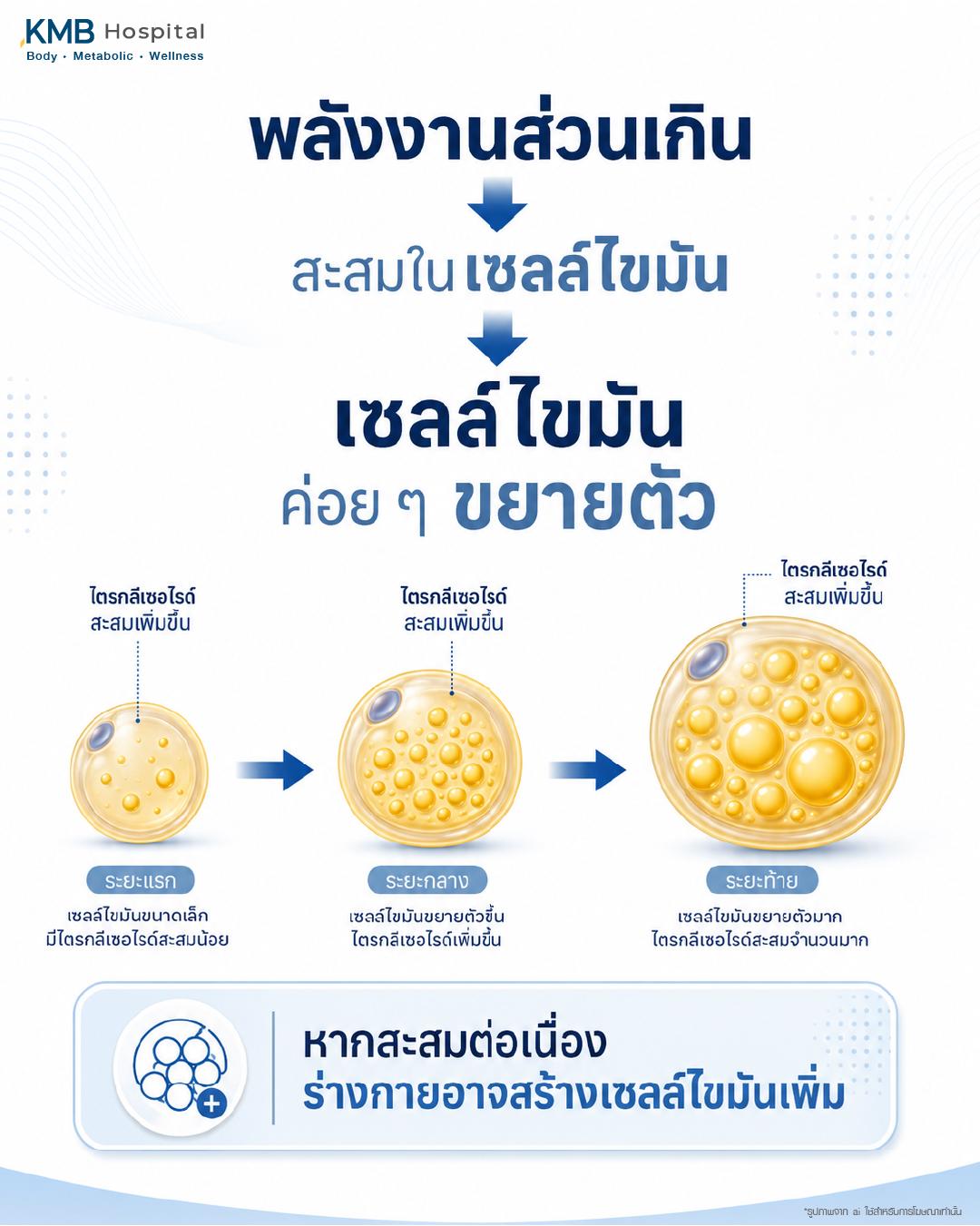 ภาพแสดงการขยายตัวของเซลล์ไขมันเมื่อได้รับพลังงานส่วนเกิน