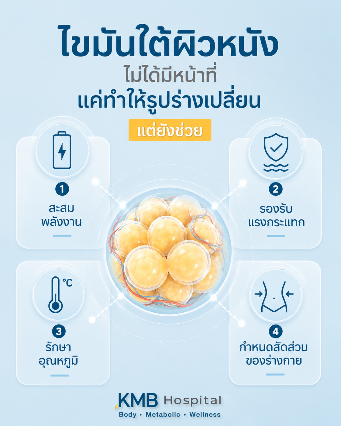 อินโฟกราฟิกแสดงหน้าที่ของไขมันใต้ผิวหนัง ได้แก่ การสะสมพลังงาน รองรับแรงกระแทก รักษาอุณหภูมิ และกำหนดรูปร่าง