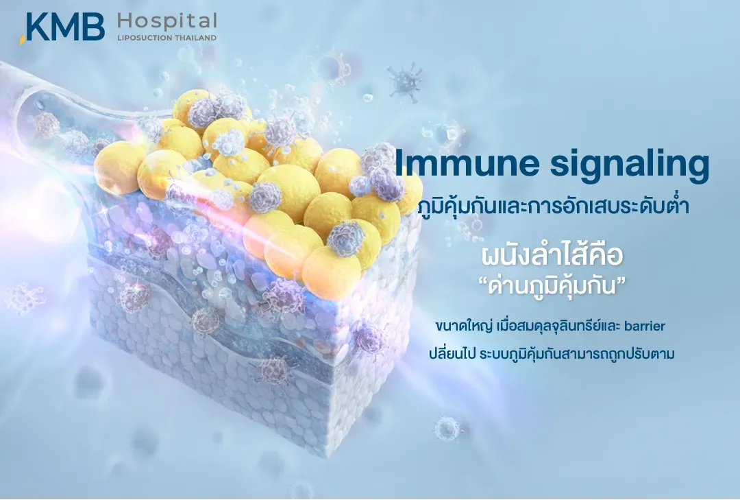 อินโฟกราฟิกแสดงบทบาทของ Gut Barrier ในการเป็นด่านภูมิคุ้มกัน โดยเชื่อมโยงความสมดุลของจุลินทรีย์ในลำไส้ ความแข็งแรงของผนังลำไส้ การส่งสัญญาณของระบบภูมิคุ้มกัน และการอักเสบระดับต่ำ