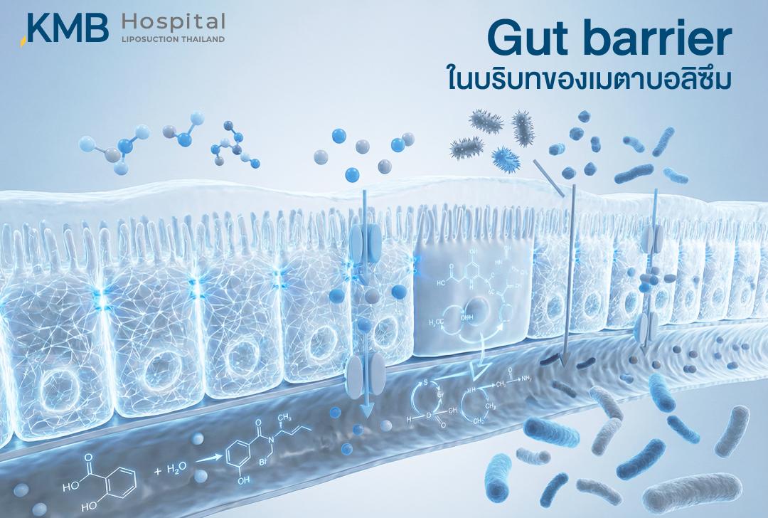 ภาพจำลองโครงสร้าง Gut barrier และจุลินทรีย์ในลำไส้ อธิบายบทบาทของเกราะป้องกันลำไส้ต่อระบบเมตาบอลิซึม