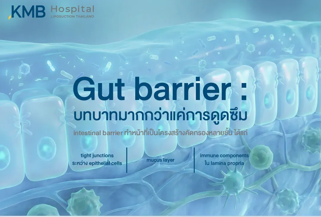 อินโฟกราฟิกอธิบายโครงสร้างของ Gut Barrier ที่ทำหน้าที่มากกว่าการดูดซึมสารอาหาร โดยประกอบด้วย Tight Junctions ระหว่างเซลล์เยื่อบุลำไส้ ชั้นเมือก และองค์ประกอบของระบบภูมิคุ้มกันใน Lamina Propria