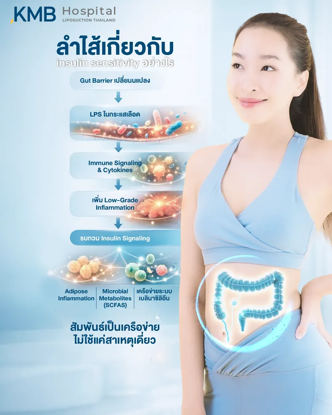 อินโฟกราฟิกแสดงกลไกที่ลำไส้อาจเกี่ยวข้องกับ Insulin Sensitivity ผ่านการเปลี่ยนแปลงของ Gut Barrier การเข้าสู่กระแสเลือดของ LPS การกระตุ้น Immune Signaling และ Cytokines การอักเสบระดับต่ำ และการรบกวน Insulin Signaling