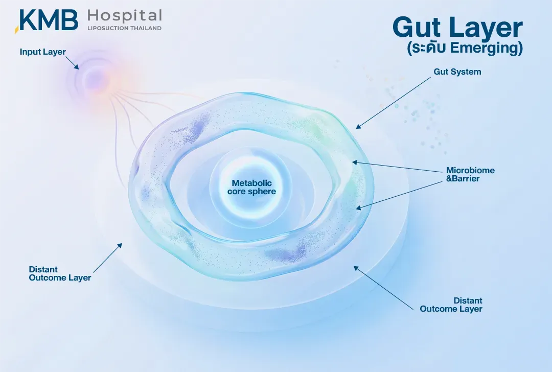 อินโฟกราฟิกสามมิติแสดงโครงสร้าง Gut Layer ตั้งแต่ Input Layer, Gut System, Microbiome และเยื่อกั้นลำไส้ ไปจนถึง Metabolic Core และ Distant Outcome Layer เพื่ออธิบายความเชื่อมโยงระหว่างระบบลำไส้ การควบคุมเมตาบอลิซึม และผลลัพธ์ที่อาจเกิดขึ้นในระบบอื่นของร่างกาย