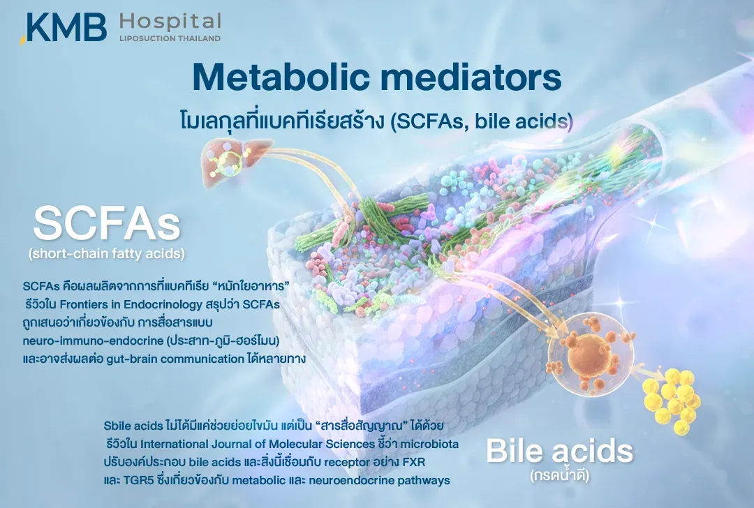 อินโฟกราฟิกอธิบาย Metabolic Mediators ที่แบคทีเรียในลำไส้สร้างหรือช่วยปรับเปลี่ยน ได้แก่ กรดไขมันสายสั้น SCFAs และกรดน้ำดี Bile Acids ซึ่งเกี่ยวข้องกับการสื่อสารระหว่างลำไส้ สมอง ระบบภูมิคุ้มกัน และระบบฮอร์โมน