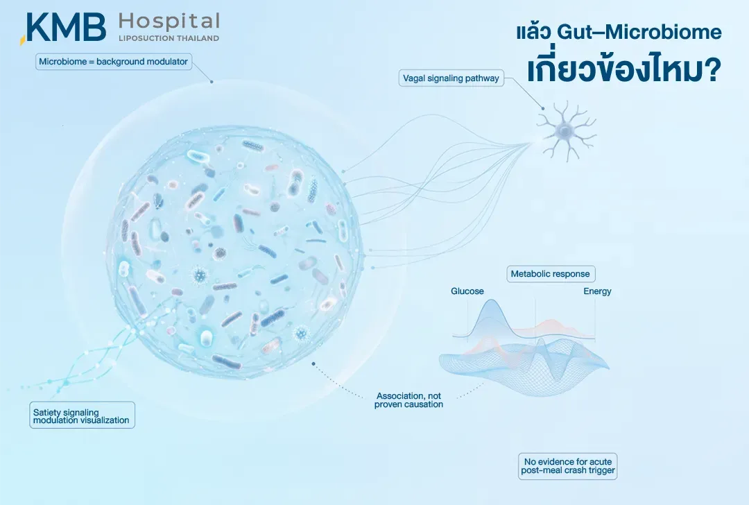 อินโฟกราฟิกแสดง Gut Microbiome ในฐานะปัจจัยพื้นฐานที่อาจปรับการส่งสัญญาณความอิ่มผ่านลำไส้และเส้นประสาทเวกัส รวมถึงการตอบสนองด้านกลูโคสและพลังงาน โดยยังไม่มีหลักฐานยืนยันว่าเป็นสาเหตุโดยตรงของอาการง่วงหรือหมดแรงเฉียบพลันหลังมื้ออาหาร