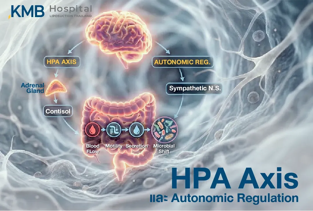 อินโฟกราฟิกแสดงเส้นทางที่ความเครียดส่งผลต่อลำไส้ผ่าน HPA Axis การหลั่ง Cortisol และระบบประสาทอัตโนมัติ โดยเชื่อมโยงกับการไหลเวียนเลือด การเคลื่อนไหว การหลั่งสารในลำไส้ และการเปลี่ยนแปลงของ Gut Microbiome
