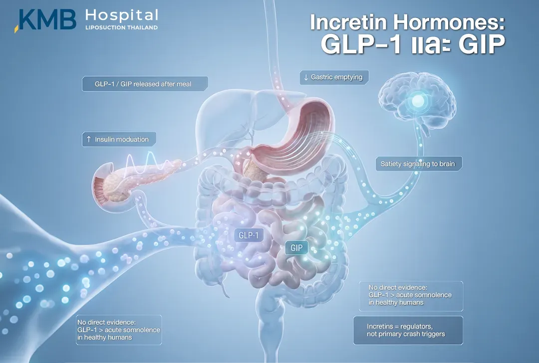 อินโฟกราฟิกแสดงการหลั่งฮอร์โมน Incretin ได้แก่ GLP-1 และ GIP จากลำไส้หลังรับประทานอาหาร ซึ่งมีบทบาทในการปรับการตอบสนองของ Insulin การชะลอการล้างกระเพาะ และการส่งสัญญาณความอิ่มไปยังสมอง โดยยังไม่มีหลักฐานโดยตรงว่าเป็นสาเหตุหลักของอาการง่วงหลังอาหารในคนสุขภาพดี