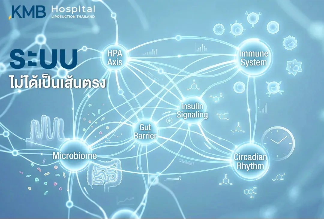 อินโฟกราฟิกแสดงเครือข่ายความสัมพันธ์ระหว่าง HPA Axis ระบบภูมิคุ้มกัน การส่งสัญญาณอินซูลิน นาฬิกาชีวภาพ Gut Barrier และ Gut Microbiome เพื่ออธิบายว่าระบบต่าง ๆ ในร่างกายเชื่อมโยงและส่งผลต่อกัน ไม่ได้ทำงานเป็นเส้นตรง