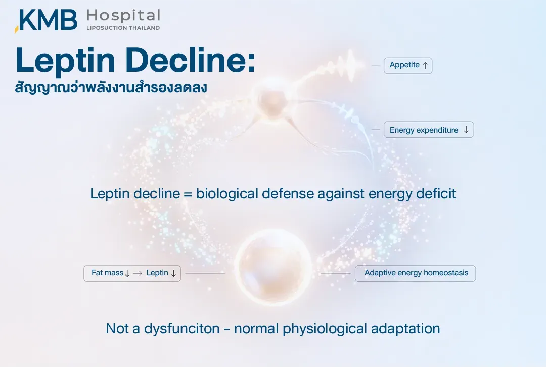 อินโฟกราฟิกอธิบายการลดลงของ Leptin เมื่อมวลไขมันและพลังงานสำรองลดลง ส่งผลให้ความอยากอาหารเพิ่มขึ้นและการใช้พลังงานลดลง ซึ่งเป็นการปรับตัวตามธรรมชาติของร่างกายเพื่อป้องกันภาวะขาดพลังงาน