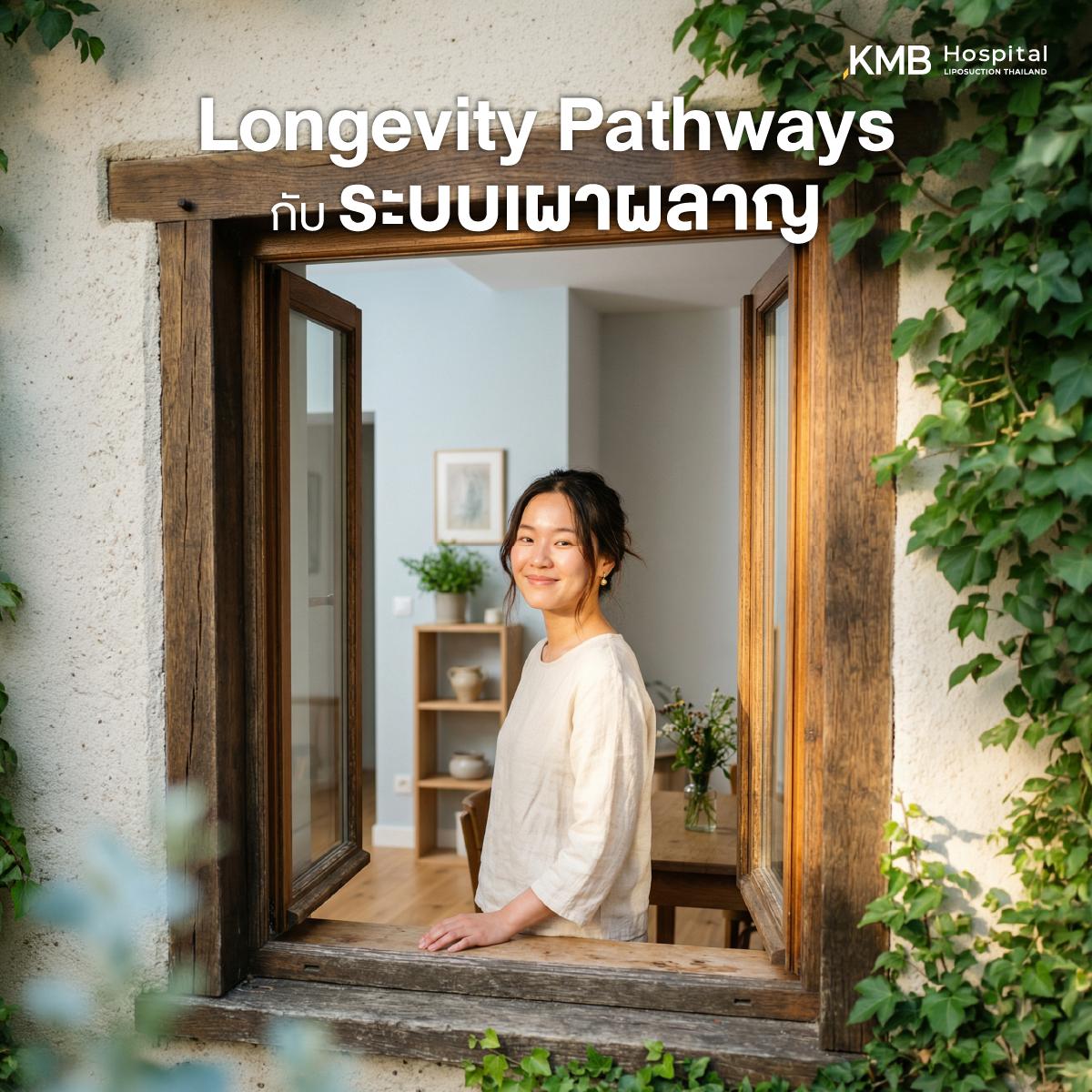 ผู้หญิงยืนรับแสงธรรมชาติบริเวณหน้าต่าง สื่อถึง Longevity Pathways และการดูแลระบบเผาผลาญผ่านจังหวะชีวิต การพักผ่อน โภชนาการ และพฤติกรรมสุขภาพที่เหมาะสม