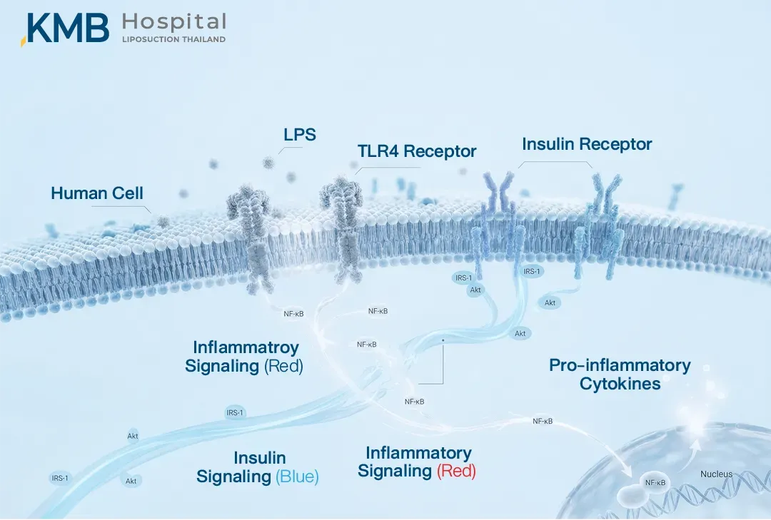 อินโฟกราฟิกระดับเซลล์แสดง LPS จับกับ TLR4 Receptor และกระตุ้นสัญญาณการอักเสบผ่าน NF-kB และ Pro-inflammatory Cytokines ซึ่งอาจรบกวนการส่งสัญญาณของ Insulin Receptor ผ่าน IRS-1 และ Akt ส่งผลให้ความไวต่ออินซูลินลดลง