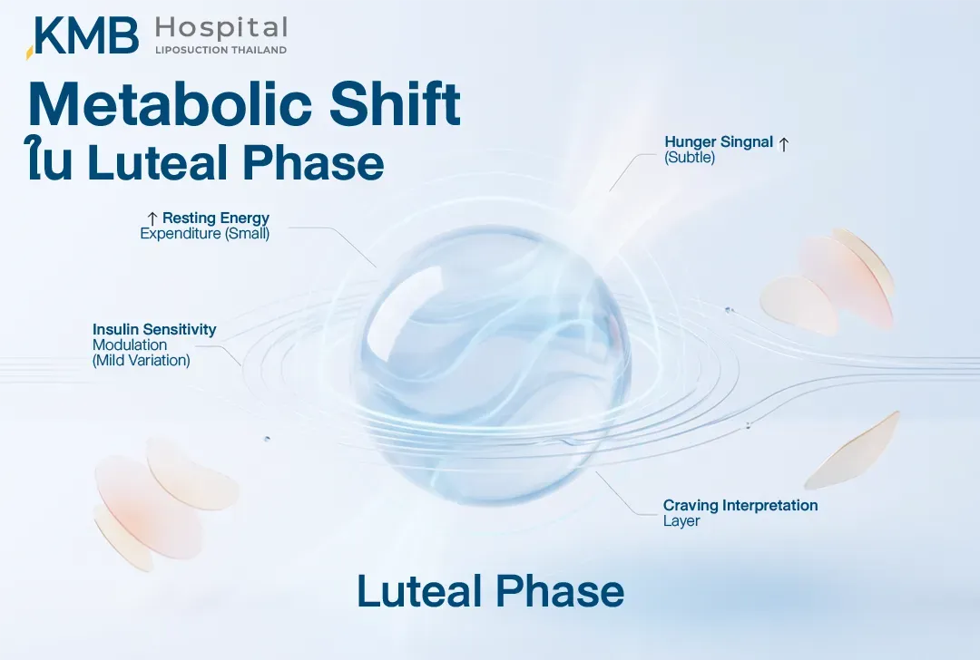 อินโฟกราฟิกอธิบาย Metabolic Shift ในช่วง Luteal Phase โดยการใช้พลังงานขณะพักและสัญญาณความหิวอาจเพิ่มขึ้นเล็กน้อย พร้อมความแปรผันของความไวต่อ Insulin และการตีความความอยากอาหาร