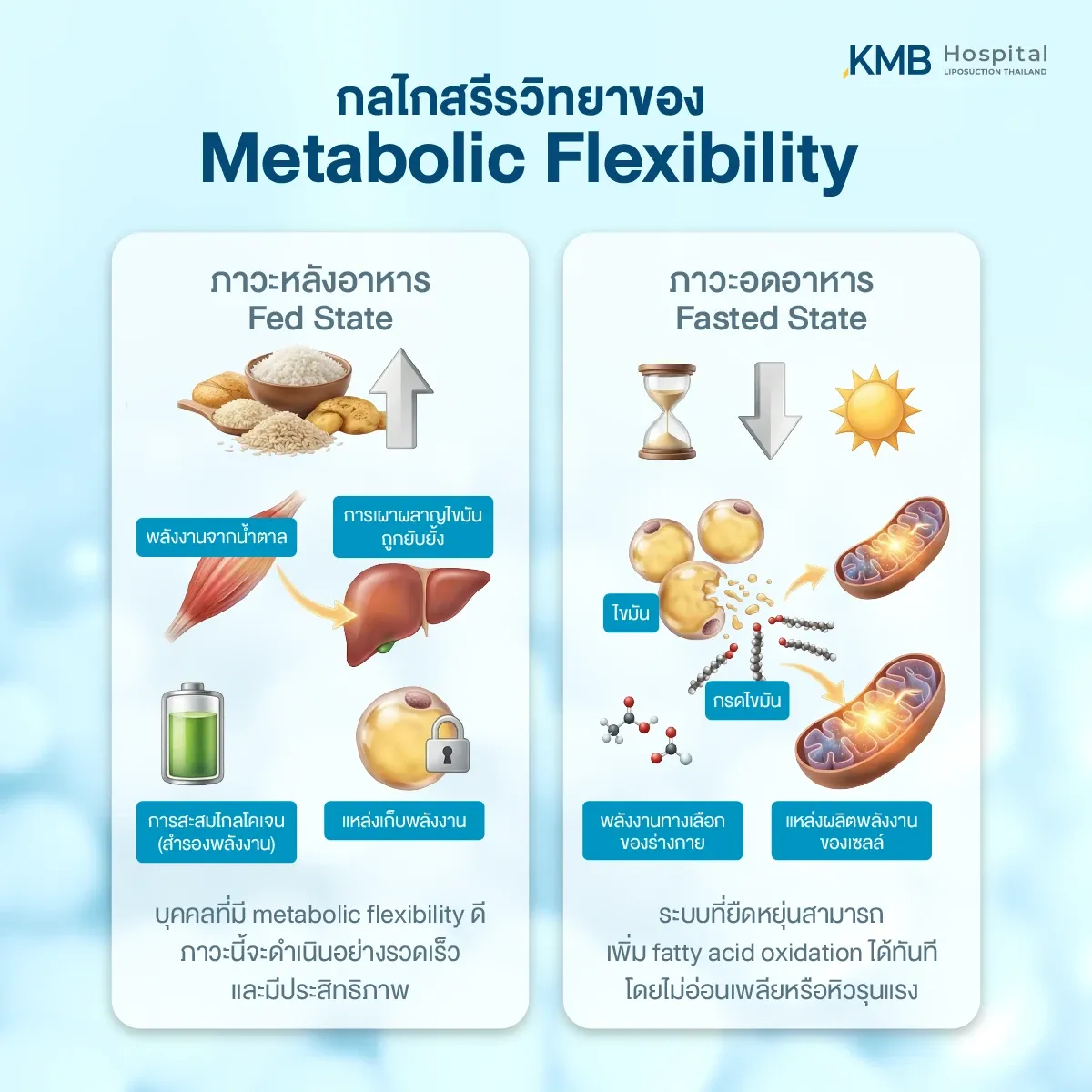 อินโฟกราฟิกเปรียบเทียบกลไก Metabolic Flexibility ระหว่างภาวะหลังอาหารที่ร่างกายใช้พลังงานจากน้ำตาลและสะสมไกลโคเจน กับภาวะอดอาหารที่ร่างกายสลายไขมันเป็นกรดไขมันเพื่อผลิตพลังงานในไมโทคอนเดรีย