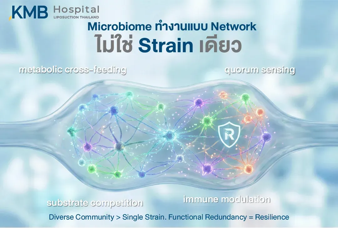อินโฟกราฟิกแสดง Gut Microbiome ทำงานเป็นเครือข่ายของจุลินทรีย์หลากหลายสายพันธุ์ ผ่านการแบ่งปันสารเมแทบอไลต์ การสื่อสารระหว่างจุลินทรีย์ การแข่งขันแย่งสารอาหาร และการปรับระบบภูมิคุ้มกัน ซึ่งช่วยสนับสนุนความยืดหยุ่นของระบบมากกว่าการเน้นจุลินทรีย์สายพันธุ์เดียว