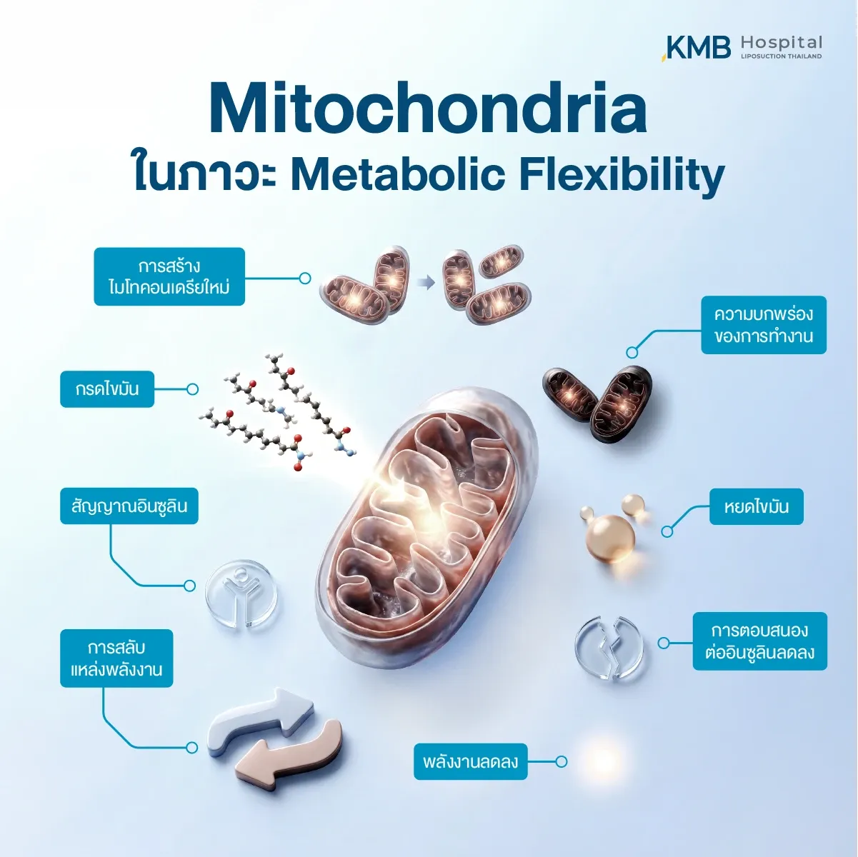 อินโฟกราฟิกไมโทคอนเดรียในภาวะ Metabolic Flexibility อธิบายความสามารถในการสลับแหล่งพลังงาน การเผาผลาญไขมัน การตอบสนองต่ออินซูลิน และการสร้างไมโทคอนเดรียใหม่