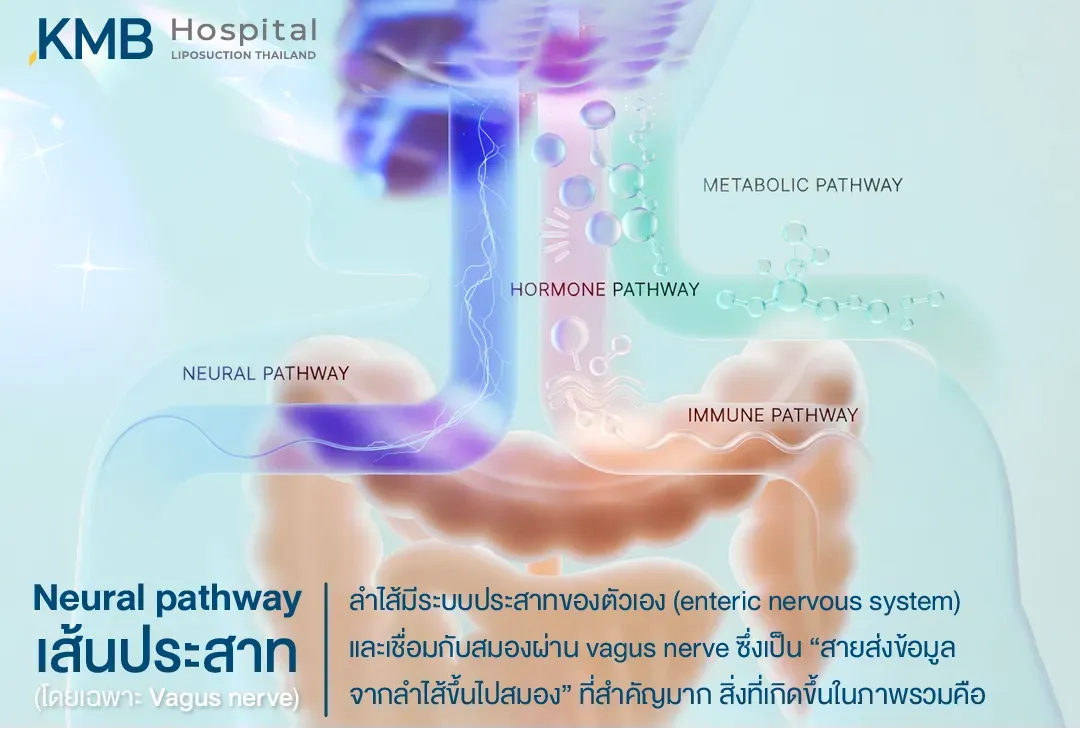 อินโฟกราฟิกแสดงเส้นทางการสื่อสารระหว่างลำไส้กับสมองผ่านระบบประสาทของลำไส้และเส้นประสาทเวกัส พร้อมเปรียบเทียบกับเส้นทางฮอร์โมน ภูมิคุ้มกัน และเมตาบอลิซึม