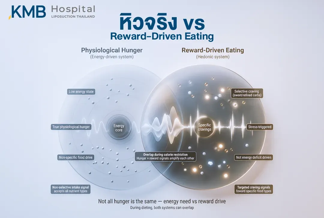 อินโฟกราฟิกเปรียบเทียบความหิวทางสรีรวิทยาจากภาวะพลังงานต่ำ กับ Reward-Driven Eating ที่เกิดจากระบบรางวัล ความอยากอาหารเฉพาะชนิด และความเครียด โดยทั้งสองสัญญาณอาจซ้อนทับกันในช่วงจำกัดพลังงาน