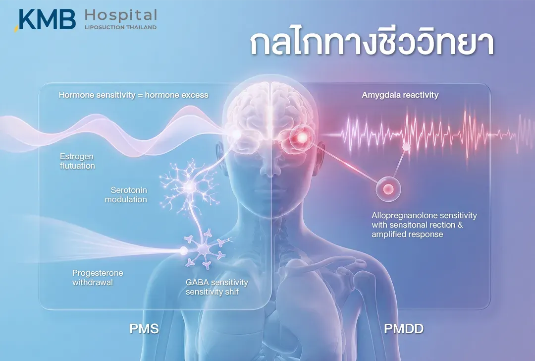 อินโฟกราฟิกเปรียบเทียบกลไกทางชีววิทยาของ PMS และ PMDD แสดงความเกี่ยวข้องของการเปลี่ยนแปลงฮอร์โมน เซโรโทนิน ระบบ GABA ความไวต่อ Allopregnanolone และการตอบสนองของสมอง