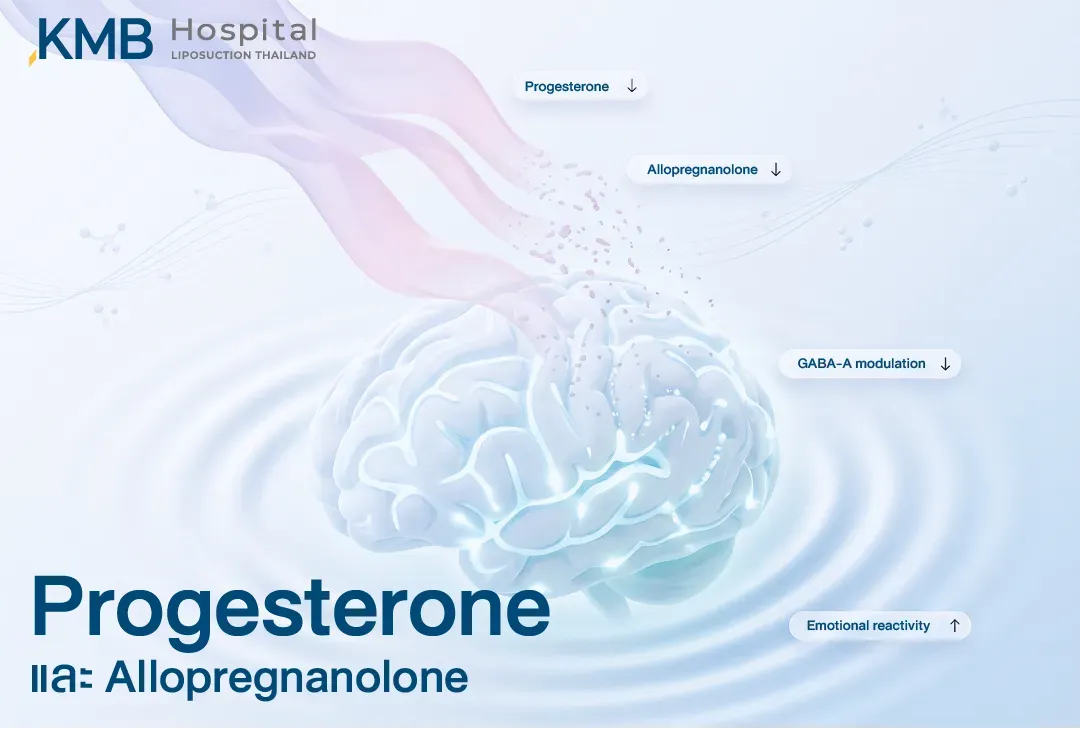 อินโฟกราฟิกสมอง อธิบายความสัมพันธ์เมื่อระดับ Progesterone และ Allopregnanolone ลดลง การปรับการทำงานของระบบ GABA-A อาจลดลง และความไวต่อการตอบสนองทางอารมณ์อาจเพิ่มขึ้น