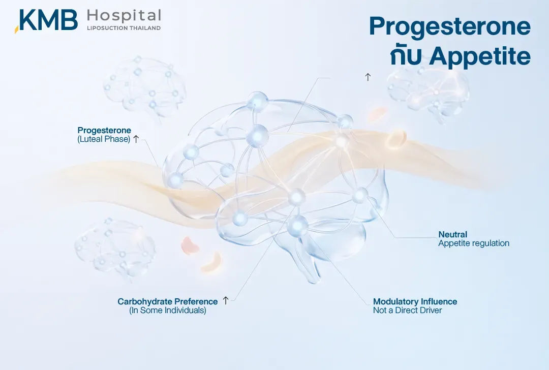 อินโฟกราฟิกแสดงความสัมพันธ์ระหว่าง Progesterone ในช่วง Luteal Phase กับการควบคุมความอยากอาหาร โดยอาจเพิ่มความต้องการอาหารประเภทคาร์โบไฮเดรตในบางคน แต่เป็นเพียงปัจจัยร่วมและไม่ใช่ตัวกระตุ้นความหิวโดยตรง