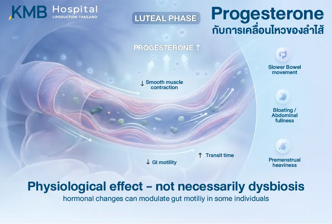 นโฟกราฟิกระบบลำไส้ อธิบายว่า Progesterone ที่เพิ่มขึ้นในช่วง Luteal Phase อาจลดการหดตัวของกล้ามเนื้อเรียบ ทำให้การเคลื่อนไหวของลำไส้ช้าลง ระยะเวลาลำเลียงอาหารนานขึ้น และอาจเกิดอาการท้องอืดหรือแน่นท้องก่อนมีประจำเดือน