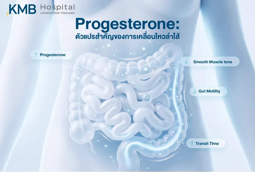 อินโฟกราฟิกแสดงระบบลำไส้ อธิบายว่า Progesterone ที่เพิ่มขึ้นอาจสัมพันธ์กับความตึงตัวของกล้ามเนื้อเรียบที่ลดลง การเคลื่อนไหวของลำไส้ช้าลง และระยะเวลาการลำเลียงอาหารที่นานขึ้น