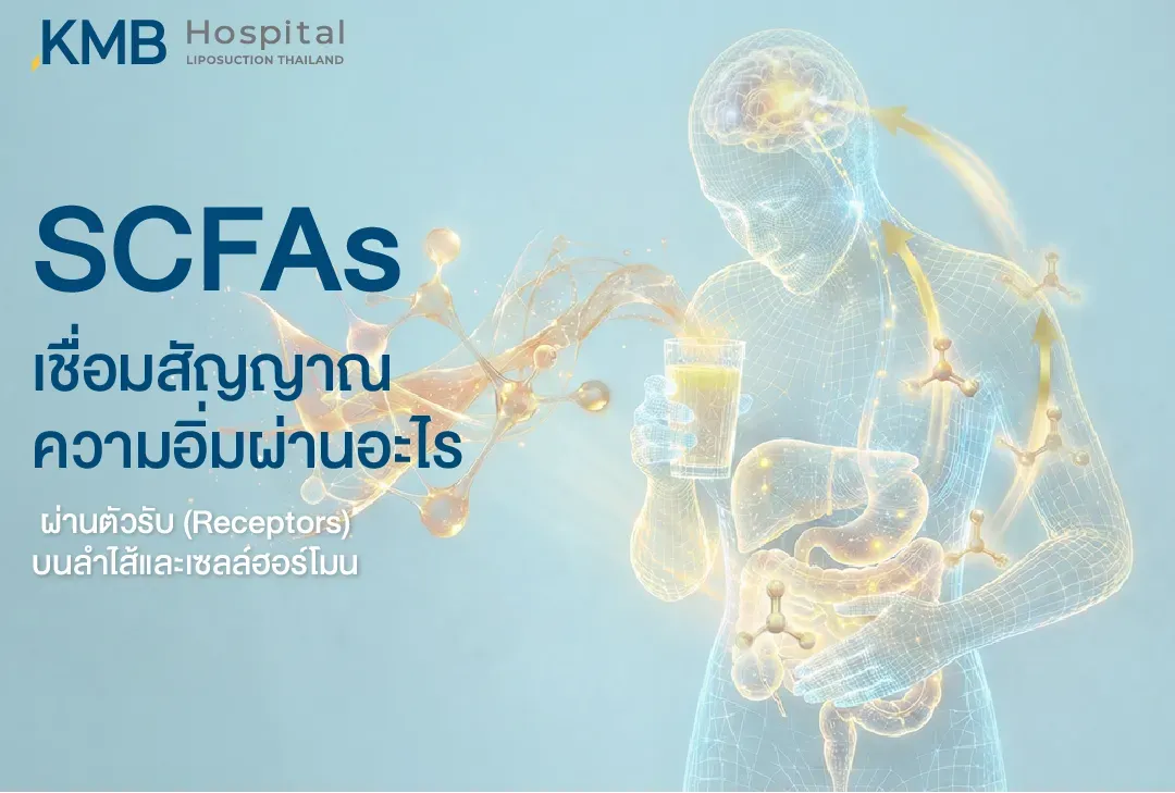 อินโฟกราฟิกอธิบาย SCFAs หรือกรดไขมันสายสั้น ส่งสัญญาณความอิ่มผ่านตัวรับในลำไส้และเซลล์ฮอร์โมน