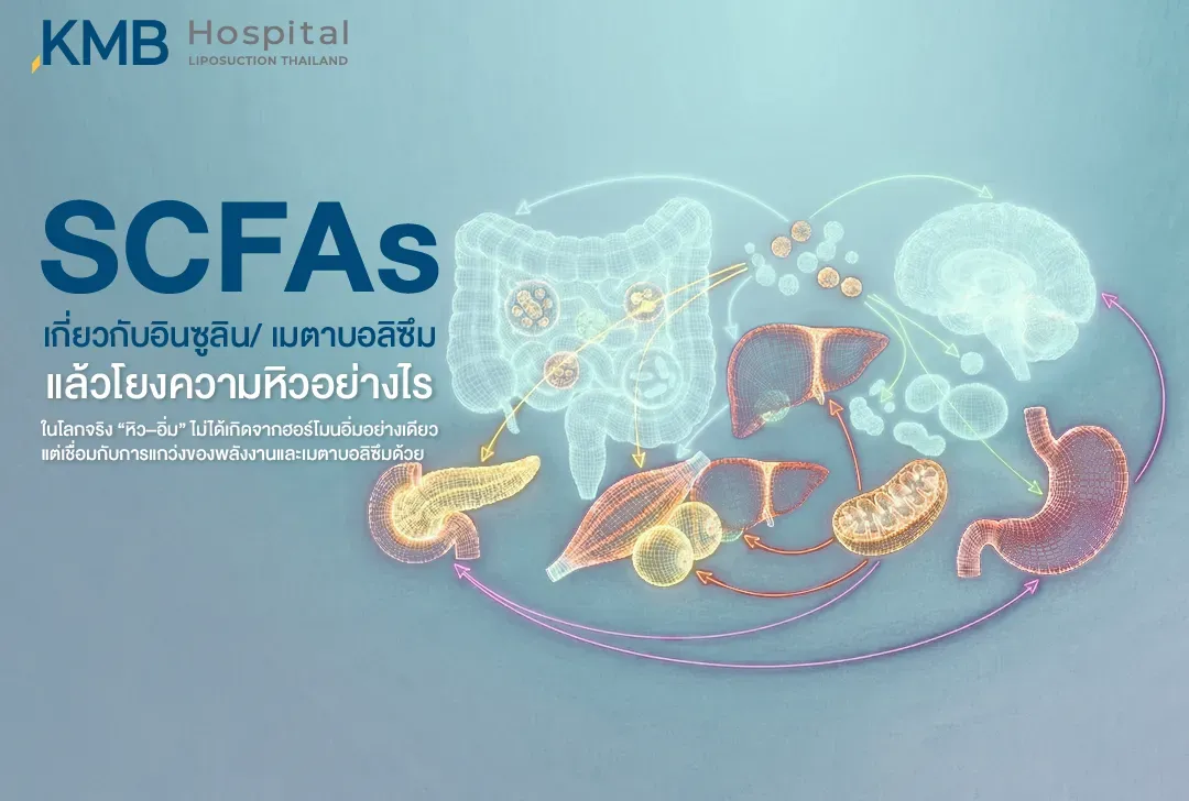 อินโฟกราฟิกอธิบายความเชื่อมโยงระหว่าง SCFAs อินซูลิน ระบบเมตาบอลิซึม และการควบคุมความหิวผ่านลำไส้ สมอง ตับอ่อน ตับ และกล้ามเนื้อ