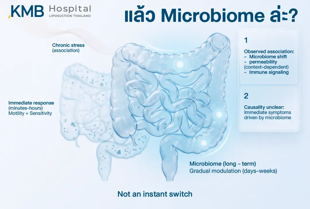 อินโฟกราฟิกแสดงความแตกต่างของช่วงเวลาที่ลำไส้และ Microbiome ตอบสนองต่อความเครียด โดยการเคลื่อนไหวและความไวของลำไส้อาจเปลี่ยนแปลงได้ภายในไม่กี่นาทีถึงหลายชั่วโมง ขณะที่ Microbiome มักค่อย ๆ เปลี่ยนแปลงในระดับวันถึงสัปดาห์ และยังไม่ถือเป็นการเปลี่ยนทันที