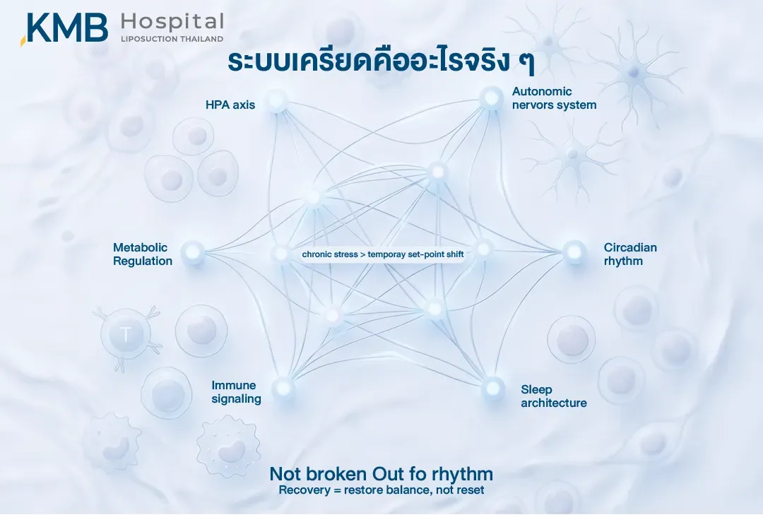 อินโฟกราฟิกอธิบายระบบความเครียดว่าเป็นเครือข่ายเชื่อมโยงระหว่าง HPA Axis ระบบประสาทอัตโนมัติ นาฬิกาชีวภาพ การนอน ระบบภูมิคุ้มกัน และการควบคุมเมตาบอลิซึม โดยความเครียดเรื้อรังอาจทำให้จุดสมดุลของระบบเปลี่ยนไปชั่วคราว