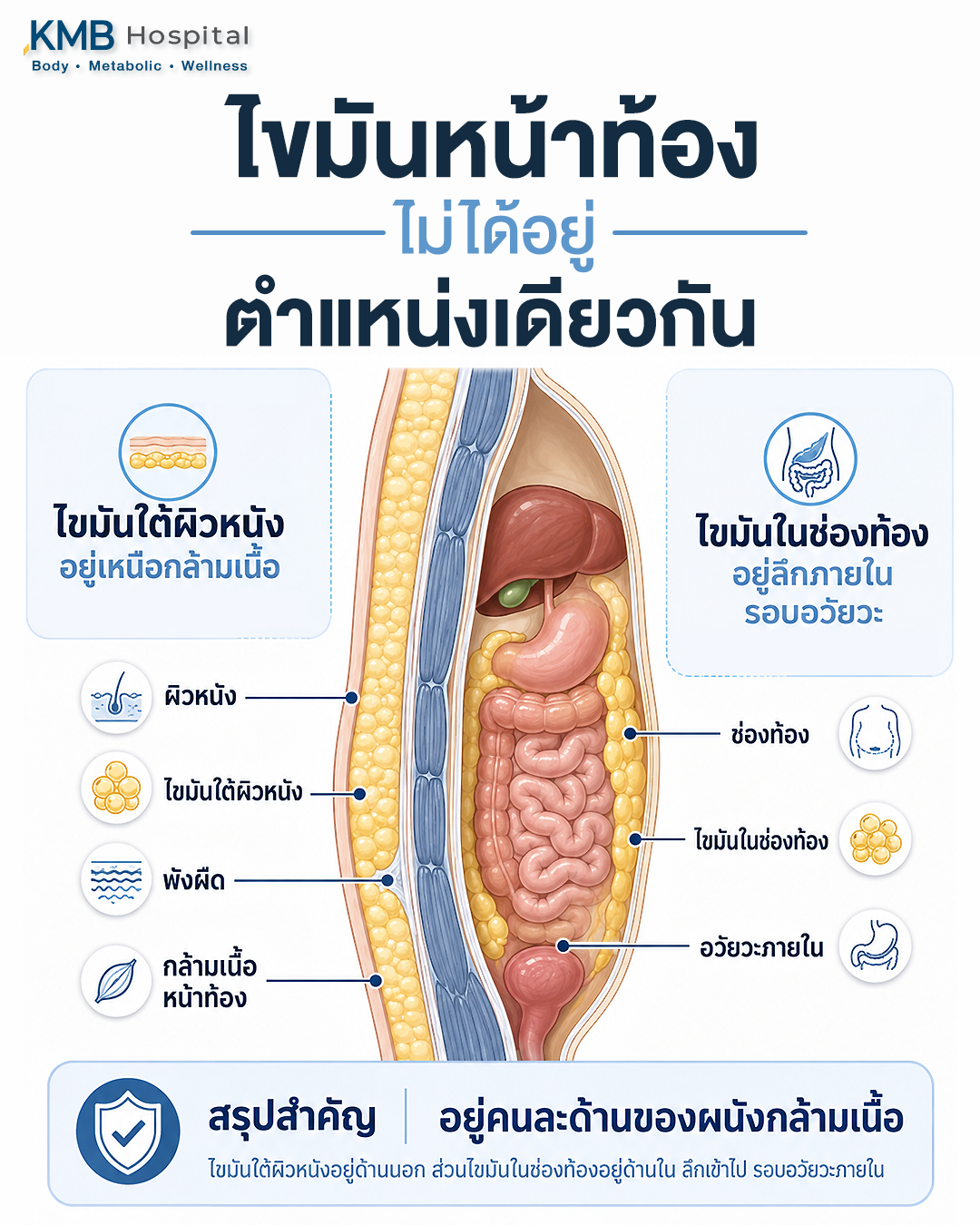 ภาพตัดขวางเปรียบเทียบไขมันใต้ผิวหนังซึ่งอยู่เหนือกล้ามเนื้อกับไขมันในช่องท้องที่อยู่ลึกรอบอวัยวะภายใน