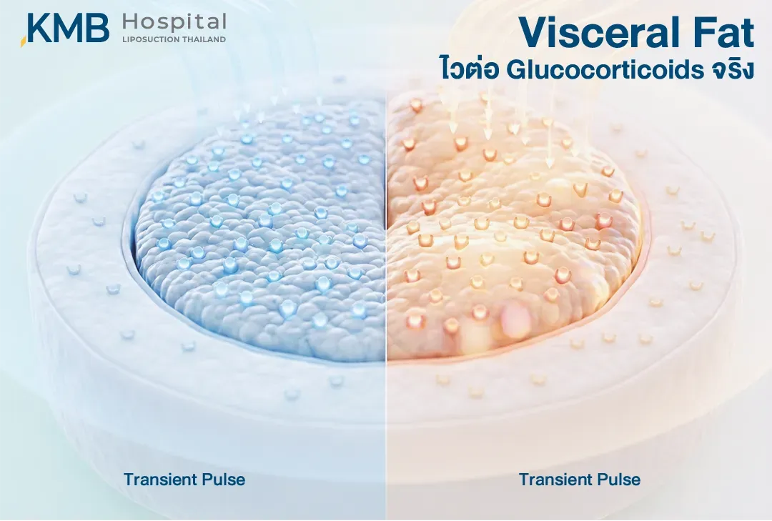 อินโฟกราฟิกเปรียบเทียบการตอบสนองของเนื้อเยื่อไขมันในช่องท้องต่อ Glucocorticoids โดยแสดงสัญญาณการตอบสนองชั่วคราวในสองสภาวะ เพื่ออธิบายว่า Visceral Fat มีความไวต่อฮอร์โมนกลุ่ม Glucocorticoids